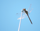 Besuch auf der Antenne